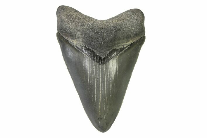 Serrated, Colorful, Fossil Megalodon Tooth - Georgia #338760